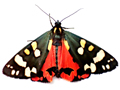 Scarlet Tiger